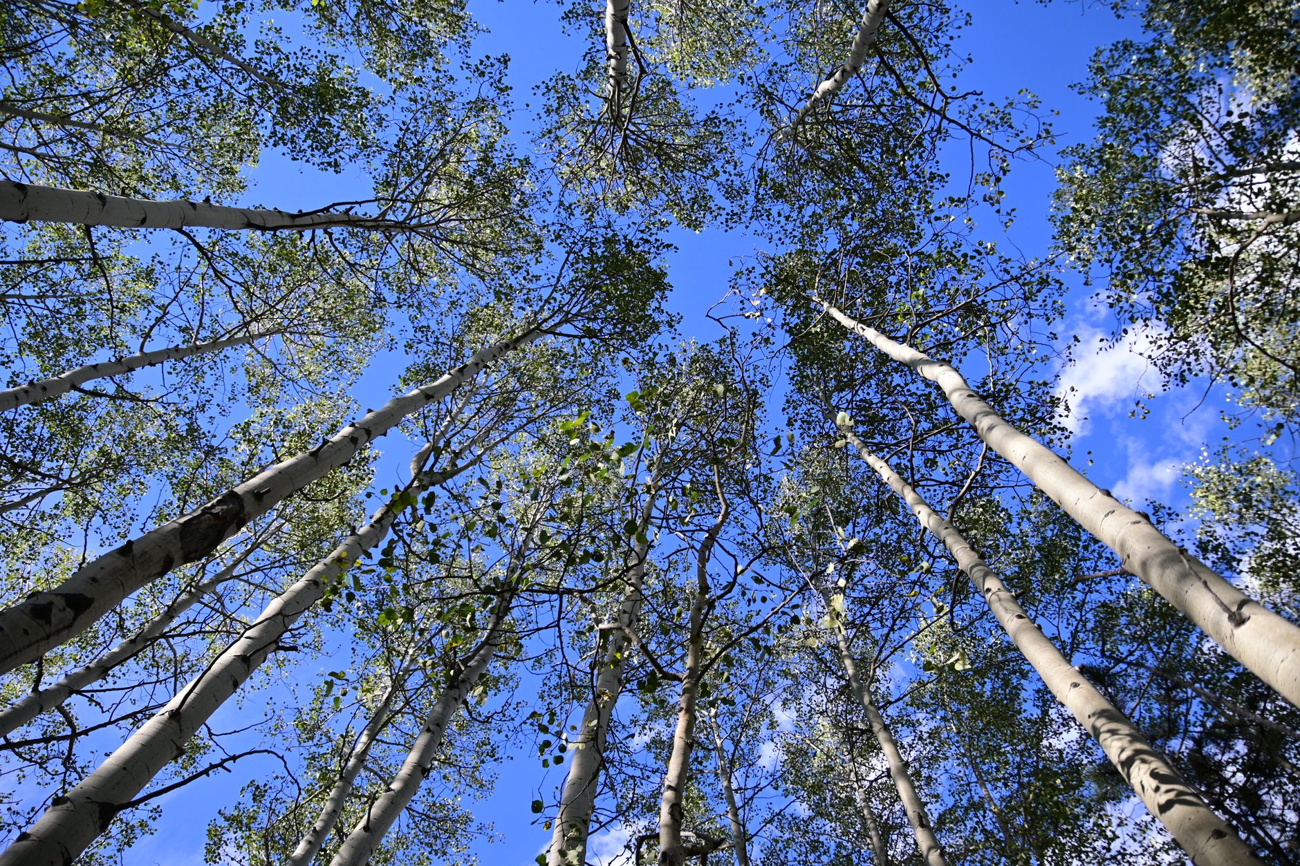 Aspen