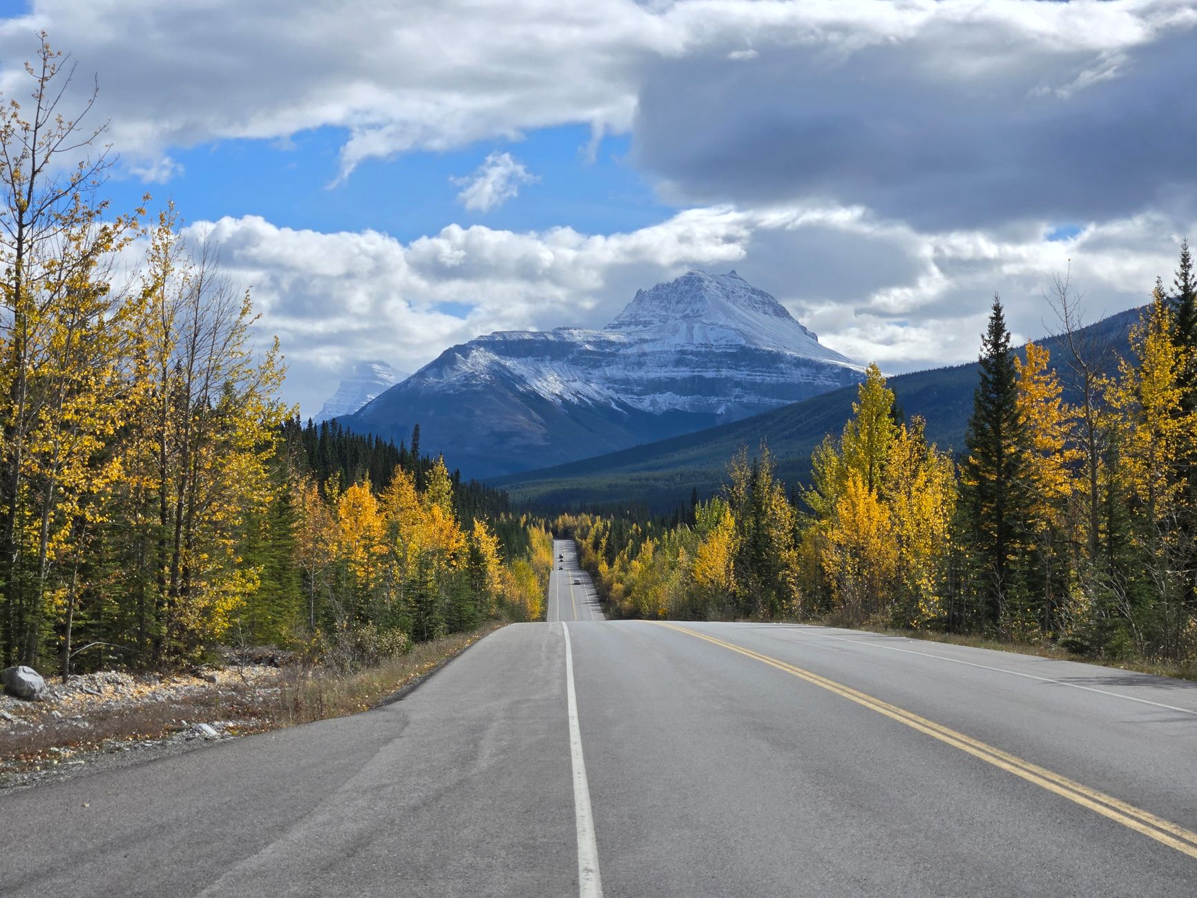 Wildlife (elk, bears) along the Icefields Parkway