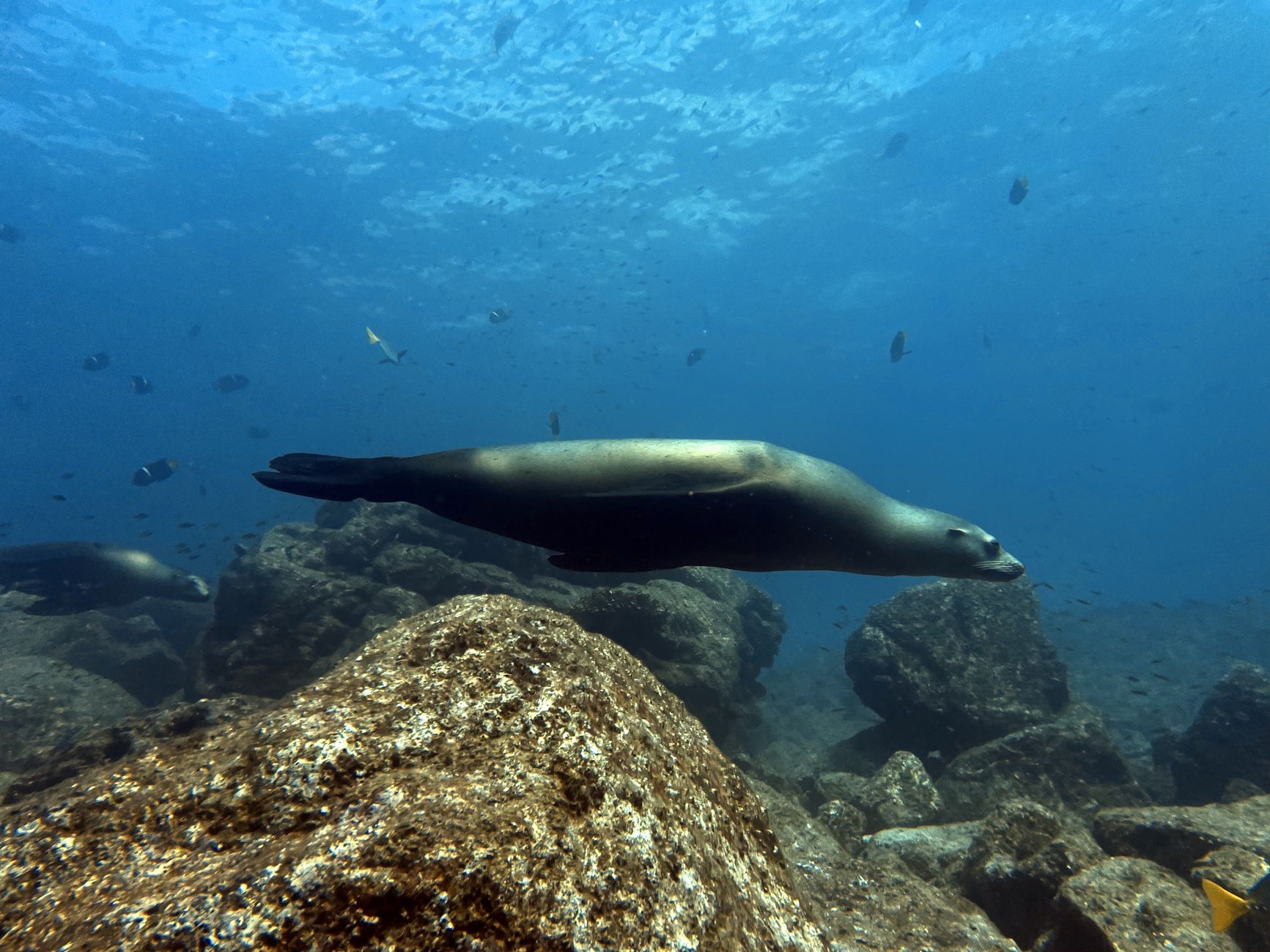 Snorkeling with sea lions and giant tortoises