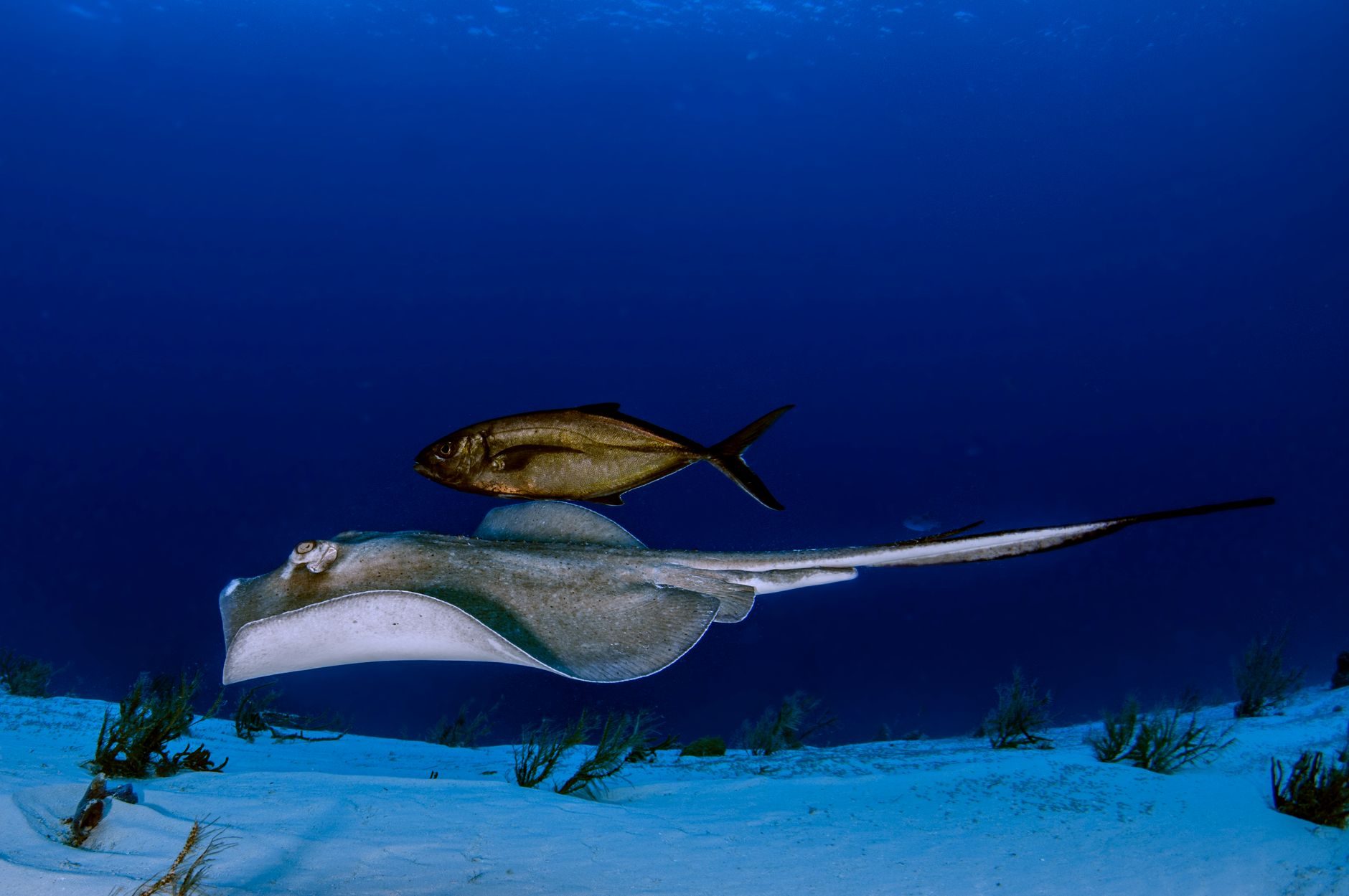 Swimming with stingrays at Stingray City