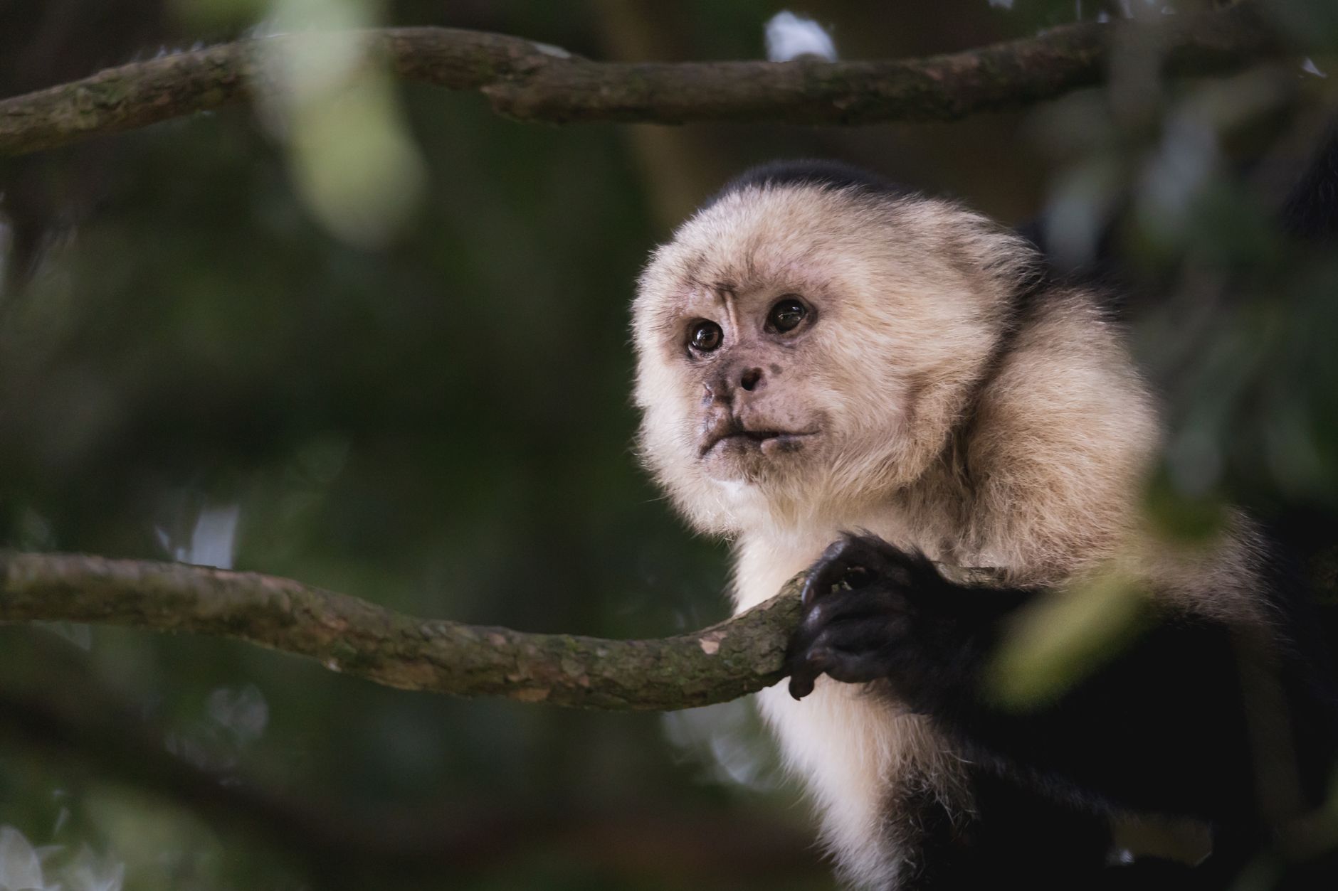 Wildlife watching in Monteverde