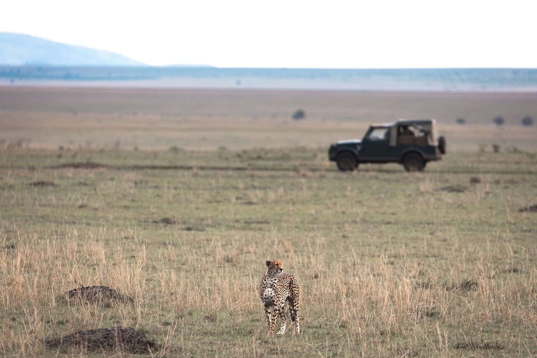 Wildlife watching in the national park