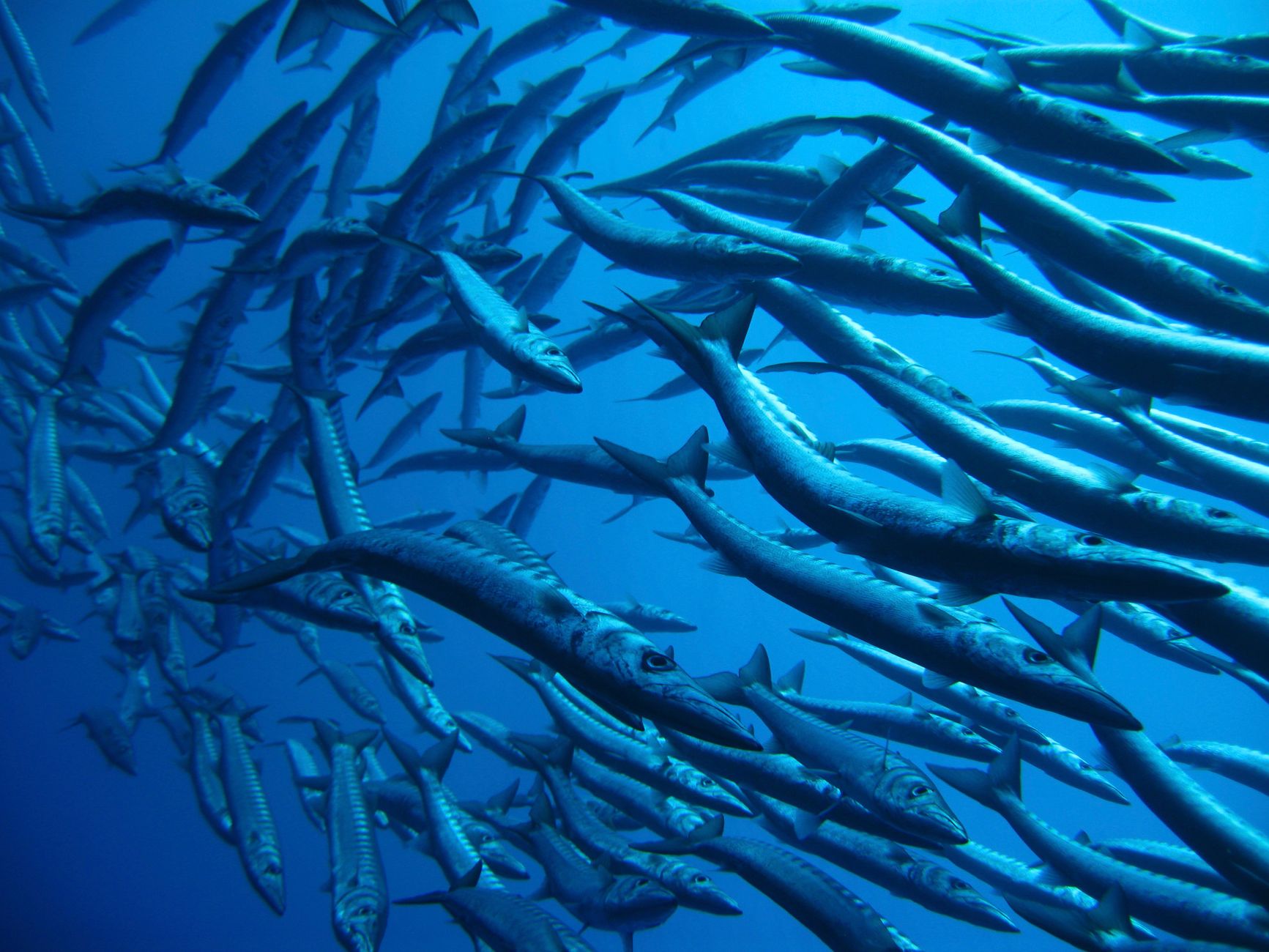 Deep-sea fishing