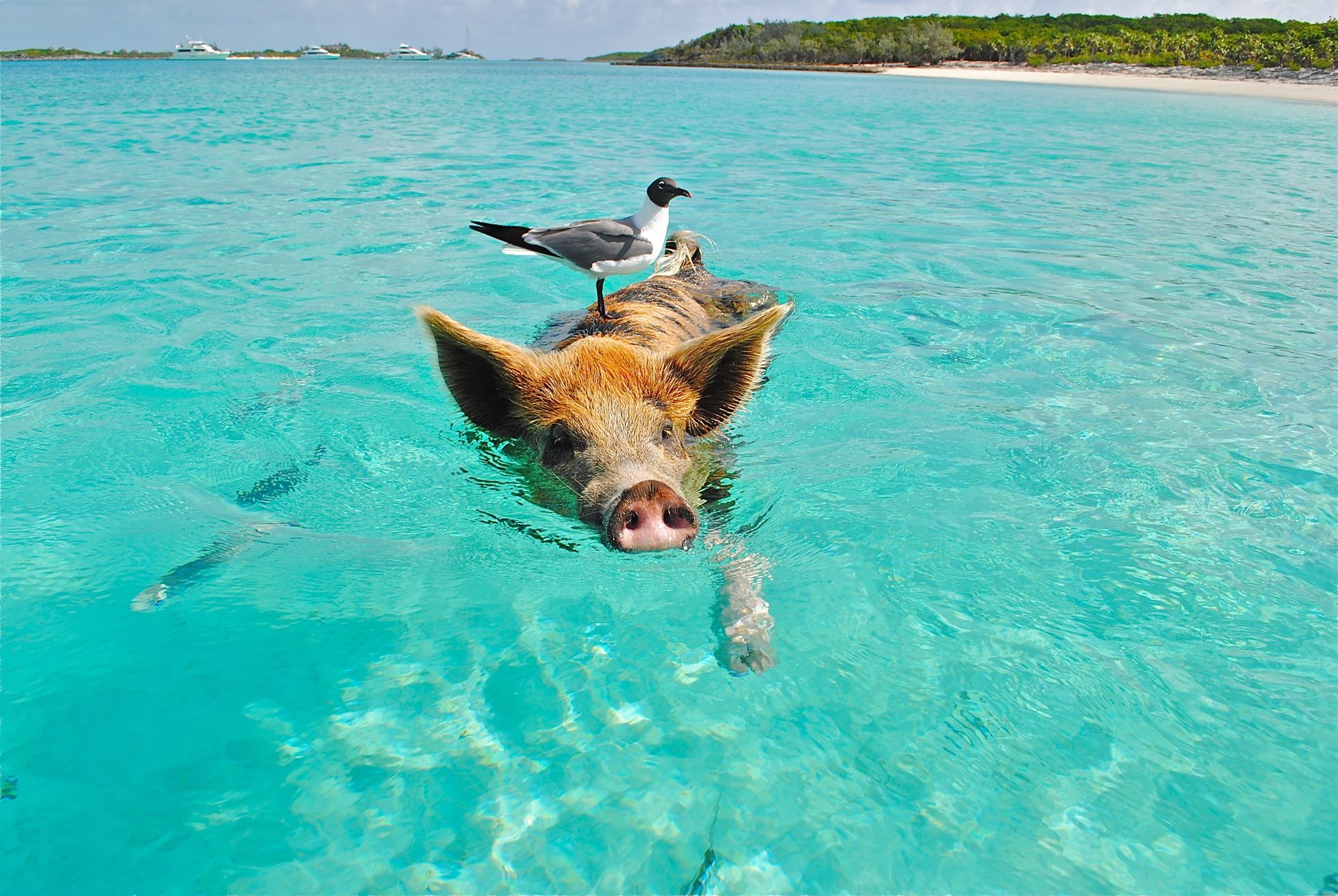 Swimming with pigs in Exuma (day trip)