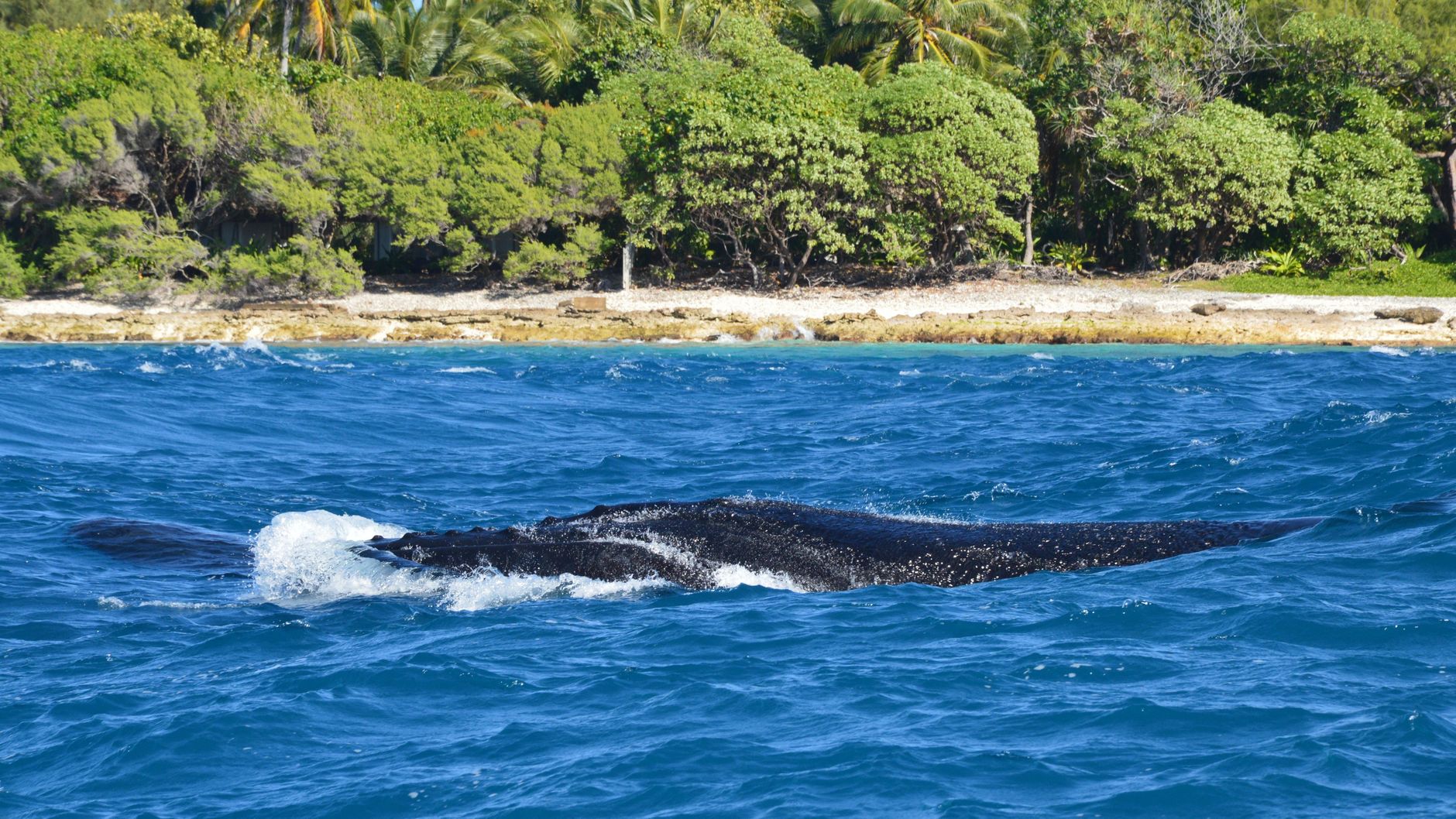 Humpback whale watching (Dec–Mar)