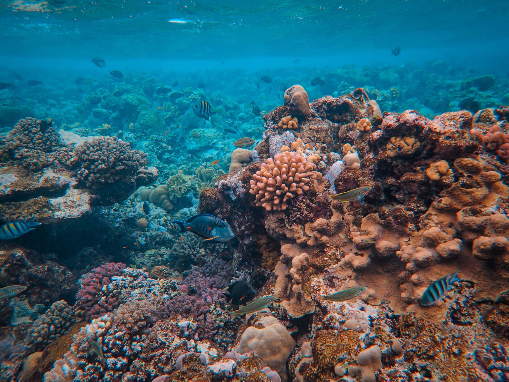 Diving the world's second-largest barrier reef
