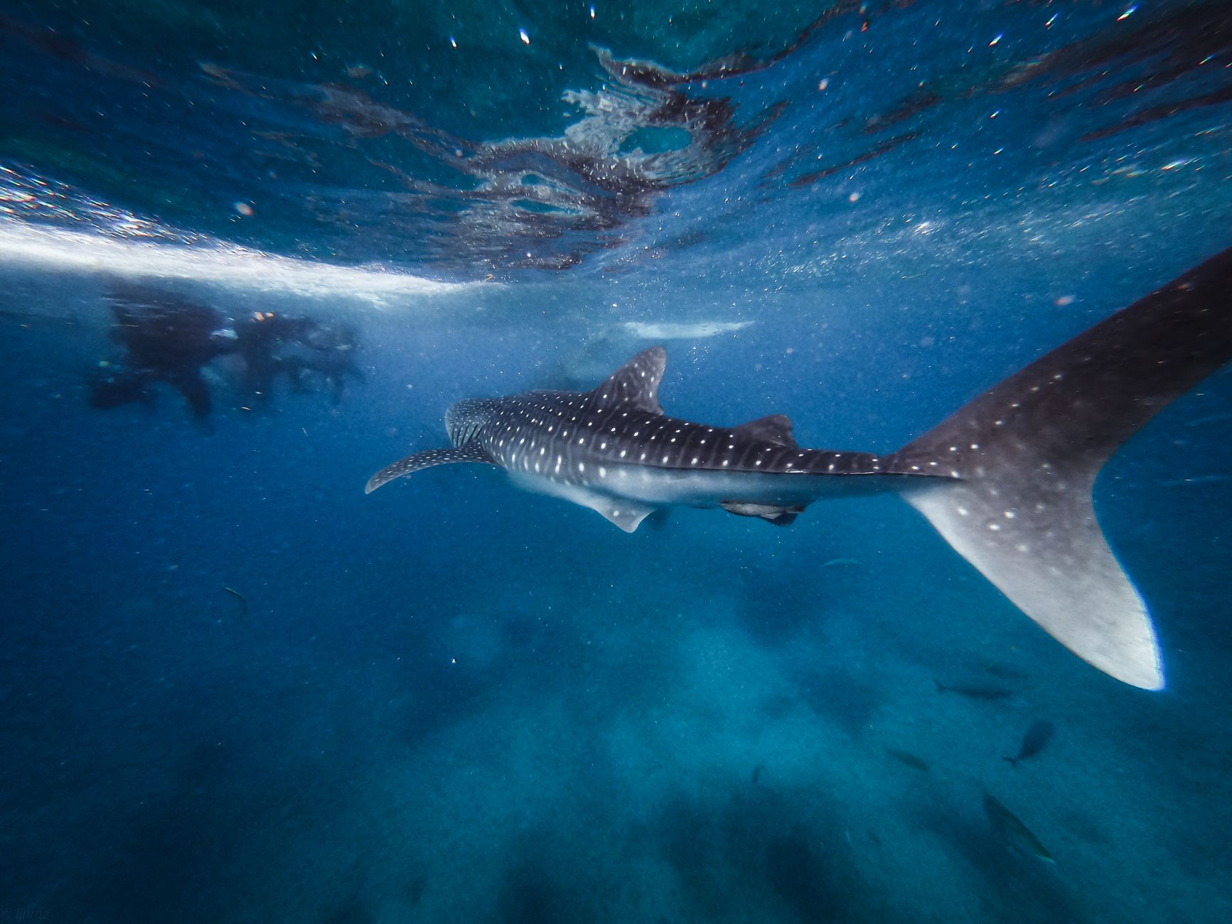 Whale shark snorkeling (seasonal)