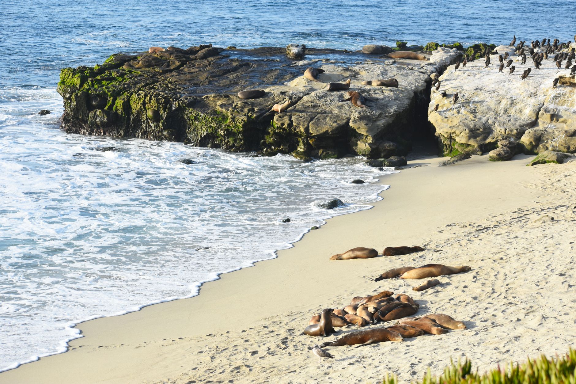 La Jolla Cove beaches and sea lions