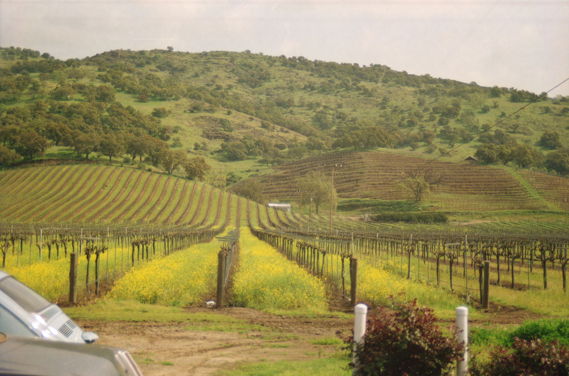 Day trip to Napa/Sonoma wine country