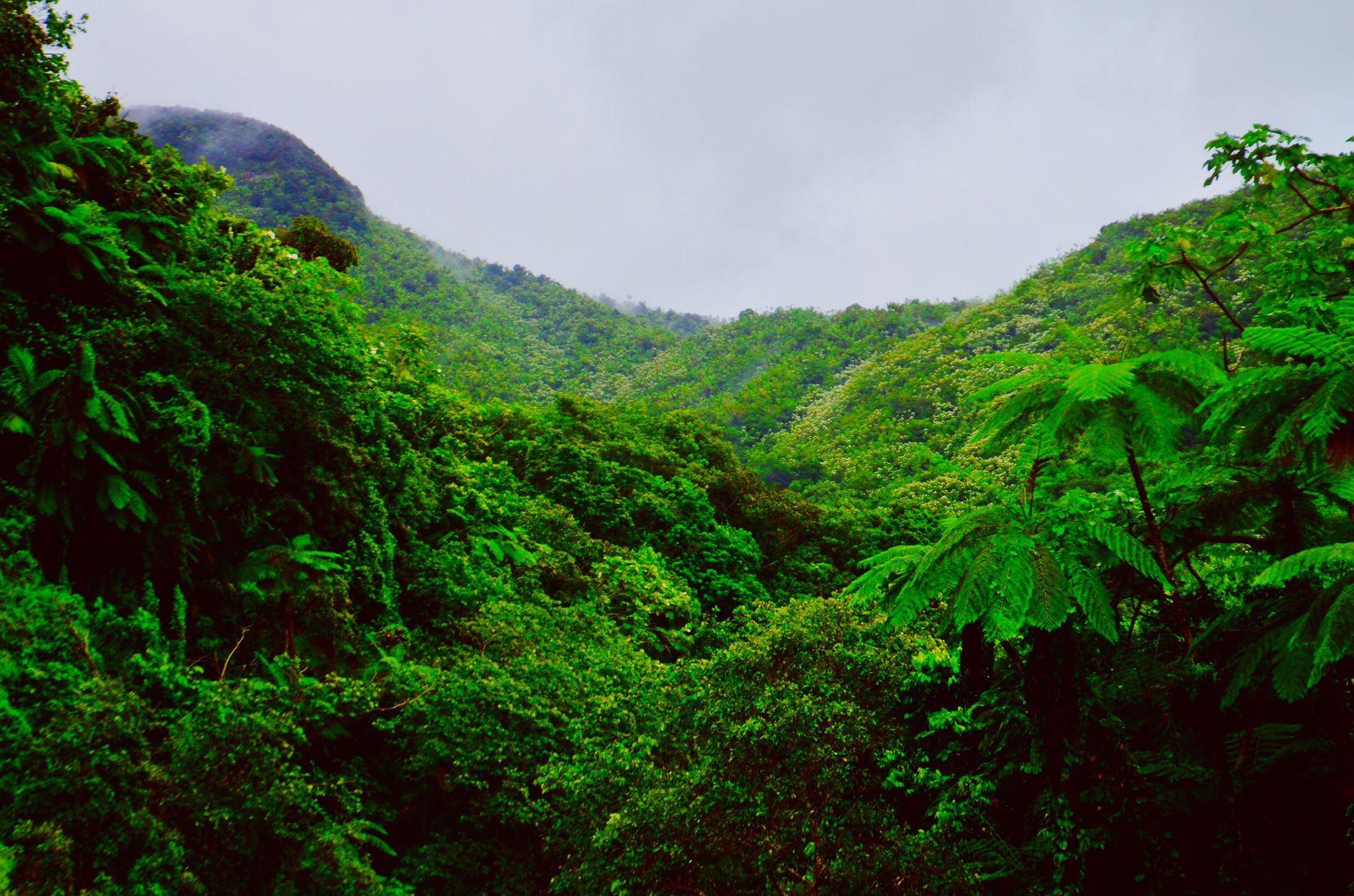 El Yunque, the only tropical rainforest in the US Forest Service system